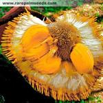 آرتوکارپوس